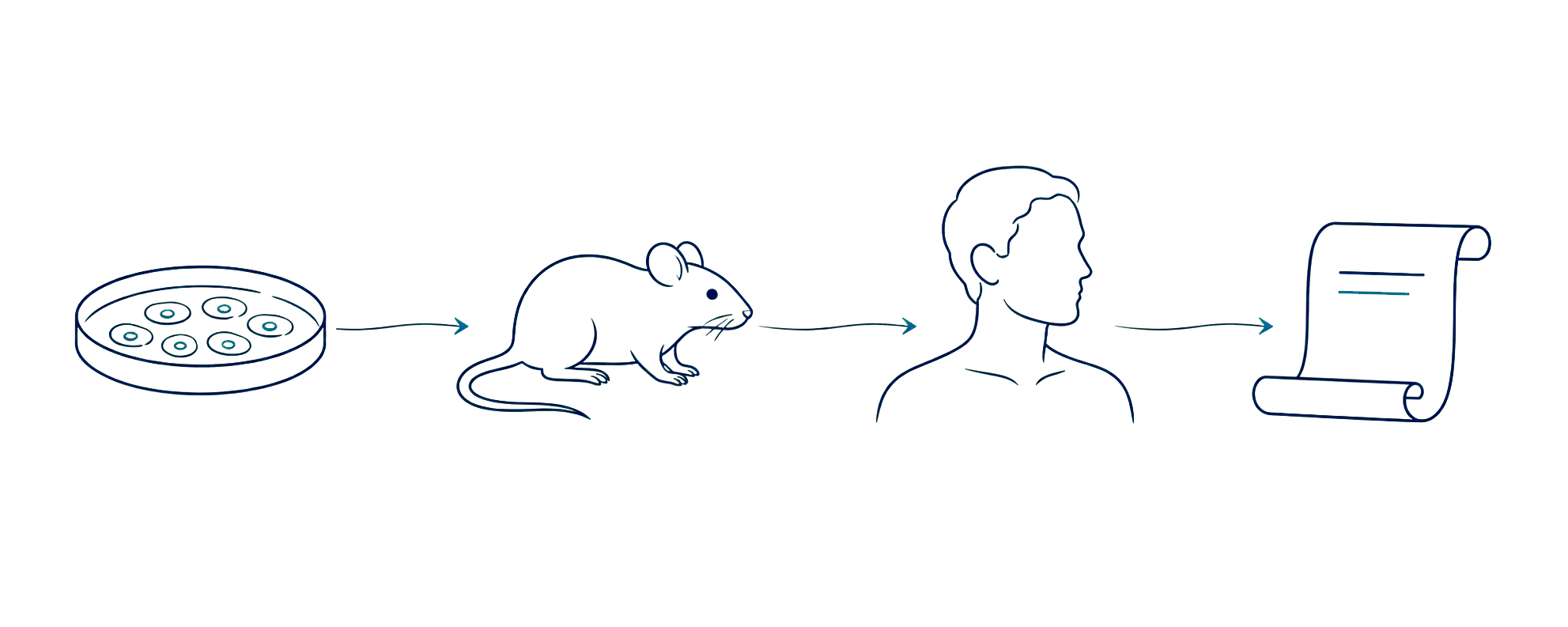 Translational pathway from cells to a mouse, a person and a clinical document